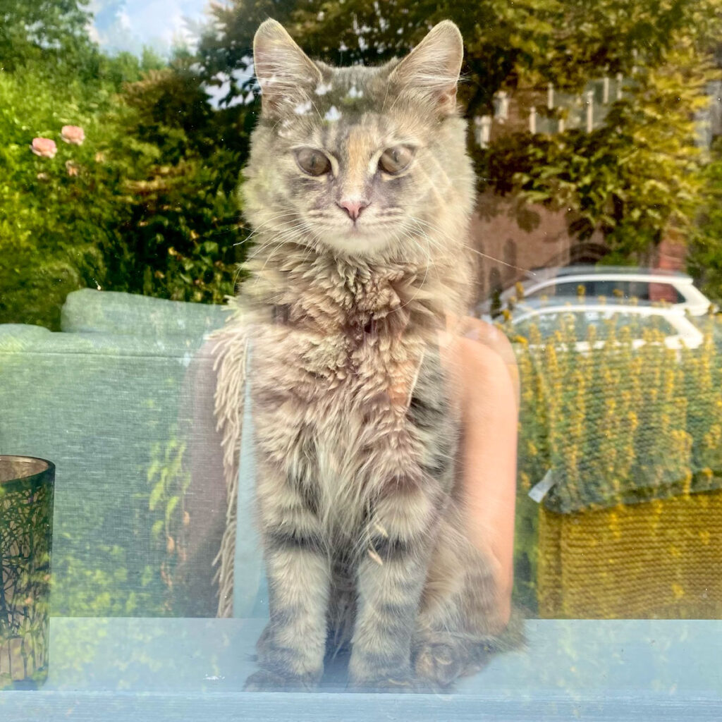 Lessons from cat human-at-large